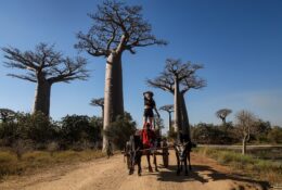 Madagascar (24/72)